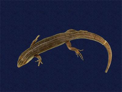 ƦƪԤBǦWG<em>Eumeces elegans</em><br>W١GRsl<br>^W١GElegant five-lined skink