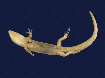 ƦƪԤBǦWG<em>Eumeces elegans</em><br>W١GRsl<br>^W١GElegant five-lined skink