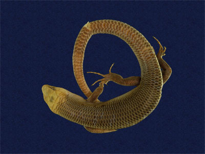 ƦƪԤBǦWG<em>Eumeces elegans</em><br>W١GRsl<br>^W١GElegant five-lined skink