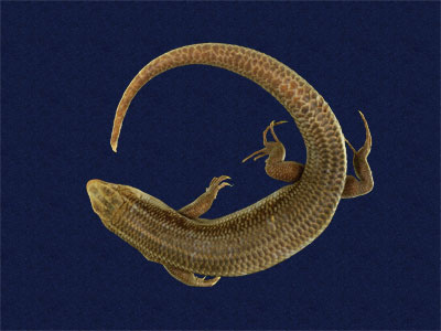 ƦƪԤBǦWG<em>Eumeces elegans</em><br>W١GRsl<br>^W١GElegant five-lined skink