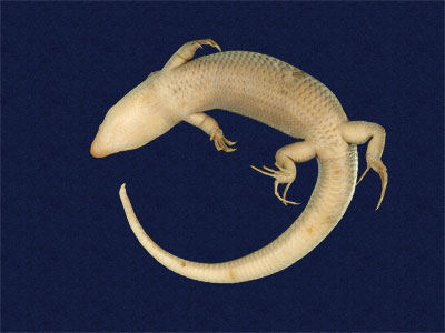 ƦƪԤBǦWG<em>Eumeces elegans</em><br>W١GRsl<br>^W١GElegant five-lined skink