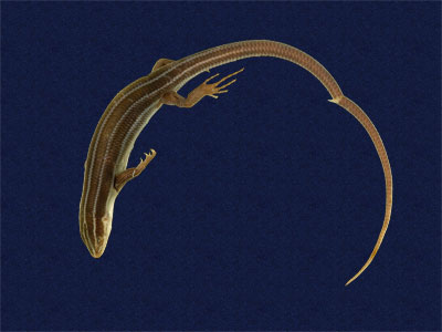 ƦƪԤBǦWG<em>Eumeces elegans</em><br>W١GRsl<br>^W١GElegant five-lined skink