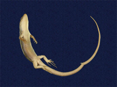 ƦƪԤBǦWG<em>Eumeces elegans</em><br>W١GRsl<br>^W١GElegant five-lined skink