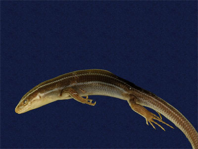 ƦƪԤBǦWG<em>Eumeces elegans</em><br>W١GRsl<br>^W١GElegant five-lined skink