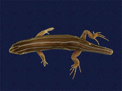 ƦƪԤBǦWG<em>Eumeces elegans</em><br>W١GRsl<br>^W١GElegant five-lined skink