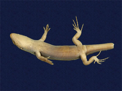 ƦƪԤBǦWG<em>Eumeces elegans</em><br>W١GRsl<br>^W١GElegant five-lined skink