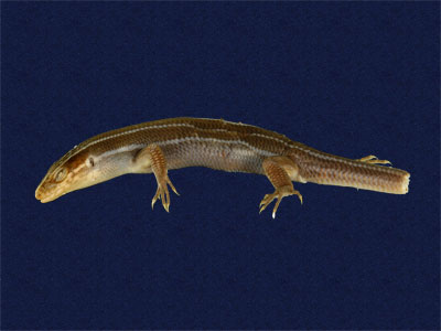 ƦƪԤBǦWG<em>Eumeces elegans</em><br>W١GRsl<br>^W١GElegant five-lined skink