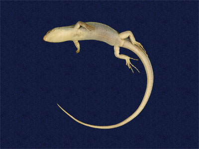 ƦƪԤBǦWG<em>Eumeces elegans</em><br>W١GRsl<br>^W١GElegant five-lined skink