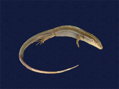 ƦƪԤBǦWG<em>Eumeces elegans</em><br>W١GRsl<br>^W١GElegant five-lined skink