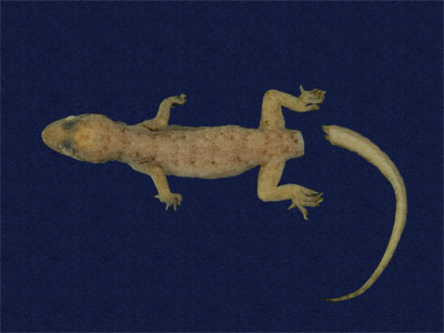 ƦƪԤBǦWG<em>Hemidactylus bowringii</em><br>W١GL粪<br>^W١GBowring's gecko