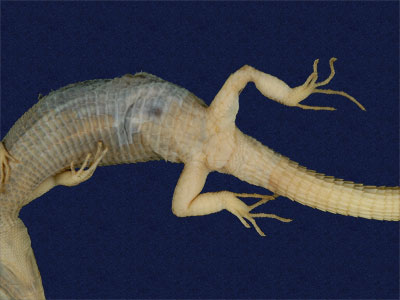 ƦƪԤBǦWG<em>Takydromous stejnegeri</em><br>W١Gܯh<br>^W١GStejneger's grass lizard