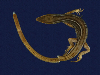 ƦƪԤBǦWG<em>Takydromous stejnegeri</em><br>W١Gܯh<br>^W١GStejneger's grass lizard