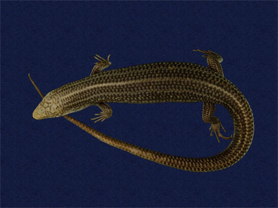 ƦƪԤBǦWG<em>Eumeces chinensis formosensis</em><br>W١Gsl<br>^W١GFormosan Chinese skink