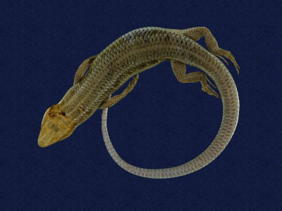 ƦƪԤBǦWG<em>Eumeces elegans</em><br>W١GRsl<br>^W١GElegant five-lined skink