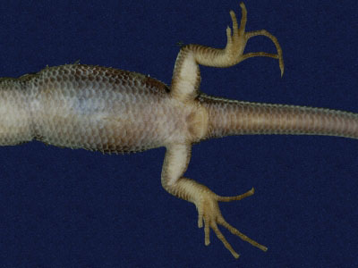 ƦƪԤBǦWG<em>Eumeces elegans</em><br>W١GRsl<br>^W١GElegant five-lined skink