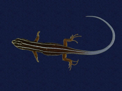 ƦƪԤBǦWG<em>Eumeces elegans</em><br>W١GRsl<br>^W١GElegant five-lined skink