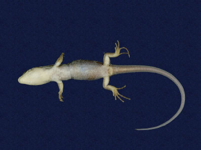 ƦƪԤBǦWG<em>Eumeces elegans</em><br>W١GRsl<br>^W١GElegant five-lined skink