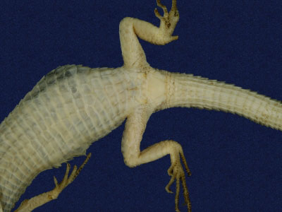 ƦƪԤBǦWG<em>Takydromous stejnegeri</em><br>W١Gܯh<br>^W١GStejneger's grass lizard