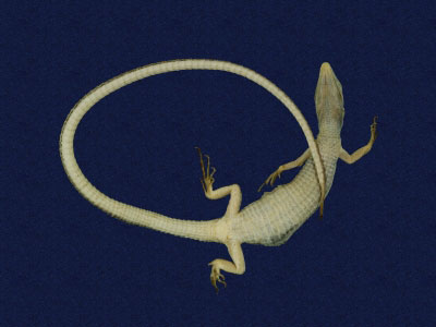 ƦƪԤBǦWG<em>Takydromous stejnegeri</em><br>W١Gܯh<br>^W١GStejneger's grass lizard