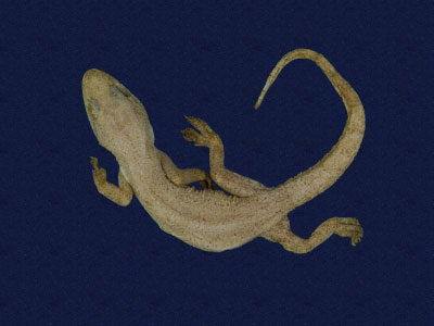 ƦƪԤBǦWG<em>Hemidactylus frenatus</em><br>W١G粪<br>^W١GCommon house gecko