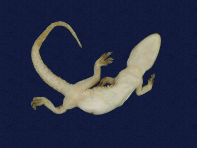 ƦƪԤBǦWG<em>Hemidactylus frenatus</em><br>W١G粪<br>^W١GCommon house gecko