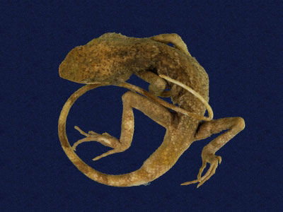 ƦƪԤBǦWG<em>Japalura swinhonis</em><br>W١G廨kh<br>^W١GSwinhoes tree lizard