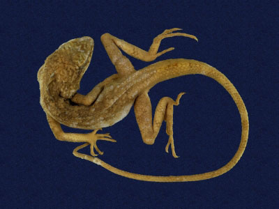 ƦƪԤBǦWG<em>Japalura swinhonis</em><br>W١G廨kh<br>^W١GSwinhoes tree lizard