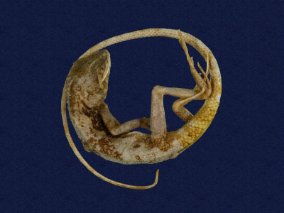 ƦƪԤBǦWG<em>Japalura swinhonis</em><br>W١G廨kh<br>^W١GSwinhoes tree lizard