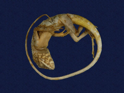 ƦƪԤBǦWG<em>Japalura swinhonis</em><br>W١G廨kh<br>^W١GSwinhoes tree lizard