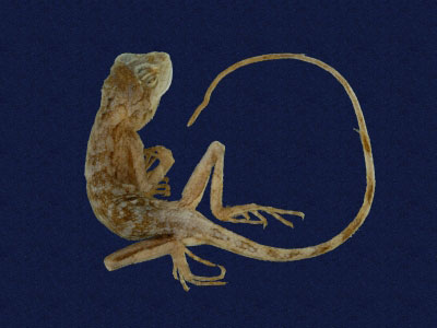 ƦƪԤBǦWG<em>Japalura swinhonis</em><br>W١G廨kh<br>^W١GSwinhoes tree lizard