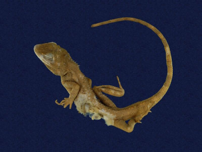 ƦƪԤBǦWG<em>Japalura swinhonis</em><br>W١G廨kh<br>^W١GSwinhoes tree lizard