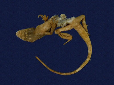 ƦƪԤBǦWG<em>Japalura swinhonis</em><br>W١G廨kh<br>^W١GSwinhoes tree lizard