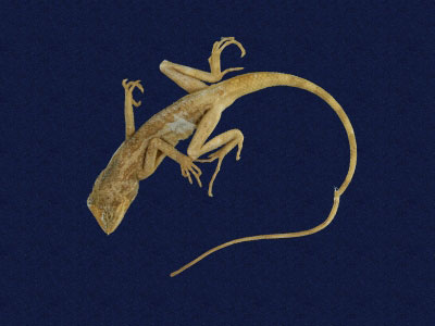 ƦƪԤBǦWG<em>Japalura swinhonis</em><br>W١G廨kh<br>^W١GSwinhoes tree lizard