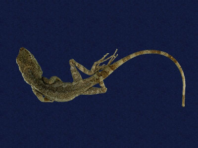 ƦƪԤBǦWG<em>Japalura swinhonis</em><br>W١G廨kh<br>^W١GSwinhoes tree lizard