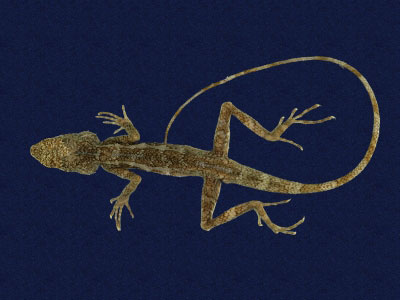 ƦƪԤBǦWG<em>Japalura swinhonis</em><br>W١G廨kh<br>^W١GSwinhoes tree lizard