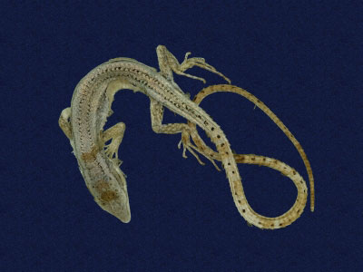 ƦƪԤBǦWG<em>Platyplacopus kuehnei</em><br>W١GOWah<br>^W١GGround lizard