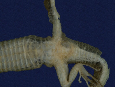 ƦƪԤBǦWG<em>Platyplacopus kuehnei</em><br>W١GOWah<br>^W١GGround lizard