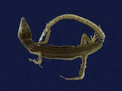 ƦƪԤBǦWG<em>Platyplacopus kuehnei</em><br>W١GOWah<br>^W١GGround lizard