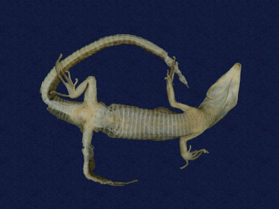 ƦƪԤBǦWG<em>Platyplacopus kuehnei</em><br>W١GOWah<br>^W١GGround lizard