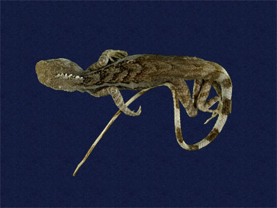 ƦƪԤBǦWG<em>Japalura swinhonis</em><br>W١G廨kh<br>^W١GSwinhoes tree lizard