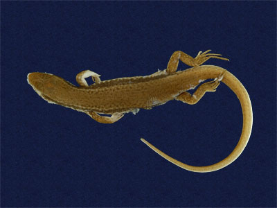 ƦƪԤBǦWG<em>Sphenomorphus indicus</em><br>W١GL׸h<br>^W١GIndian forest skink