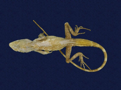 ƦƪԤBǦWG<em>Japalura polygonata xanthostoma</em><br>W١Gfkh<br>^W١GYellow-mouthed japalura