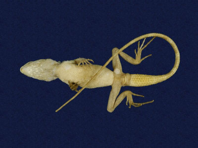 ƦƪԤBǦWG<em>Japalura polygonata xanthostoma</em><br>W١Gfkh<br>^W١GYellow-mouthed japalura