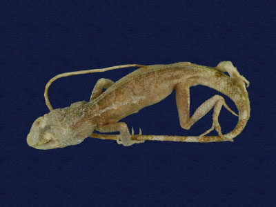 ƦƪԤBǦWG<em>Japalura polygonata xanthostoma</em><br>W١Gfkh<br>^W١GYellow-mouthed japalura