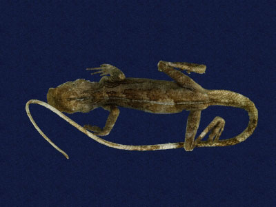 ƦƪԤBǦWG<em>Japalura swinhonis</em><br>W١G廨kh<br>^W١GSwinhoes tree lizard