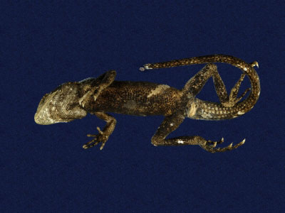 ƦƪԤBǦWG<em>Japalura swinhonis</em><br>W١G廨kh<br>^W١GSwinhoes tree lizard