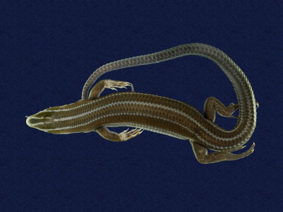 ƦƪԤBǦWG<em>Eumeces elegans</em><br>W١GRsl<br>^W١GElegant five-lined skink