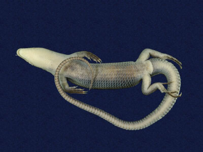 ƦƪԤBǦWG<em>Eumeces elegans</em><br>W١GRsl<br>^W١GElegant five-lined skink