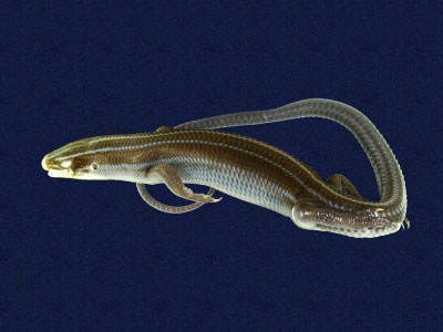 ƦƪԤBǦWG<em>Eumeces elegans</em><br>W١GRsl<br>^W١GElegant five-lined skink