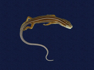 ƦƪԤBǦWG<em>Eumeces elegans</em><br>W١GRsl<br>^W١GElegant five-lined skink